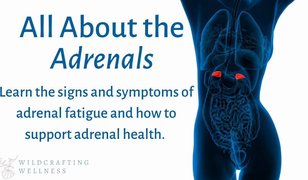 All About the Adrenals